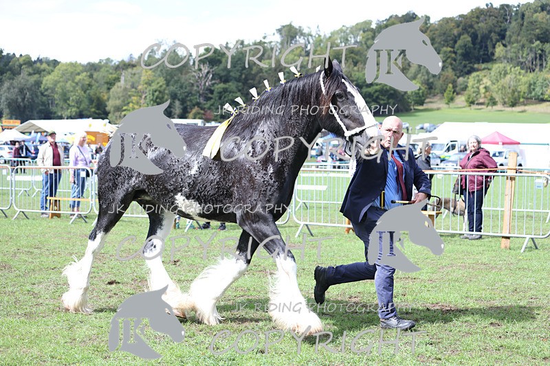 APP_3385 - Class 5 In Hand Championship