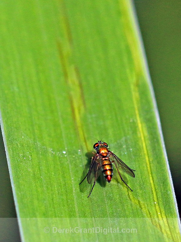 Longlegged Fly - Sciapodinae (f) - Bees, Beetles, Bugs