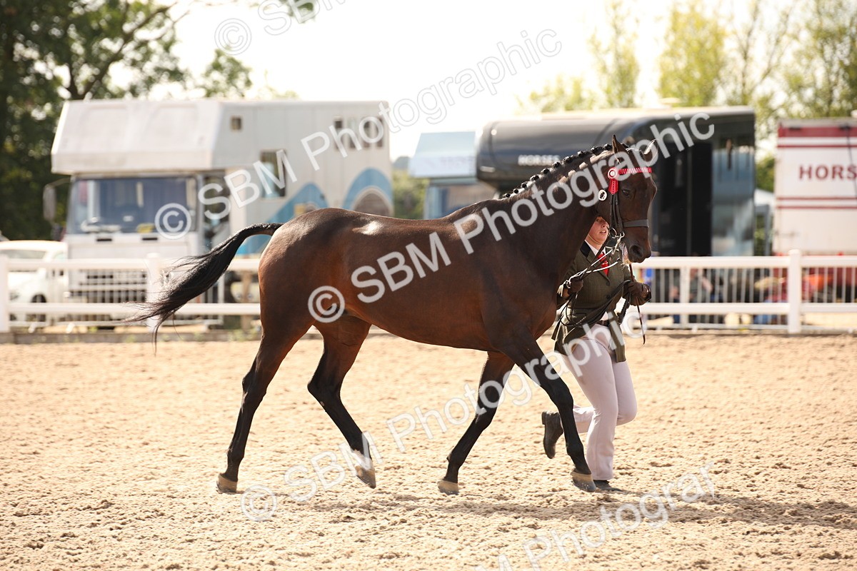 SBM_08196 - Class 27 - IH Competition Horse-Pony