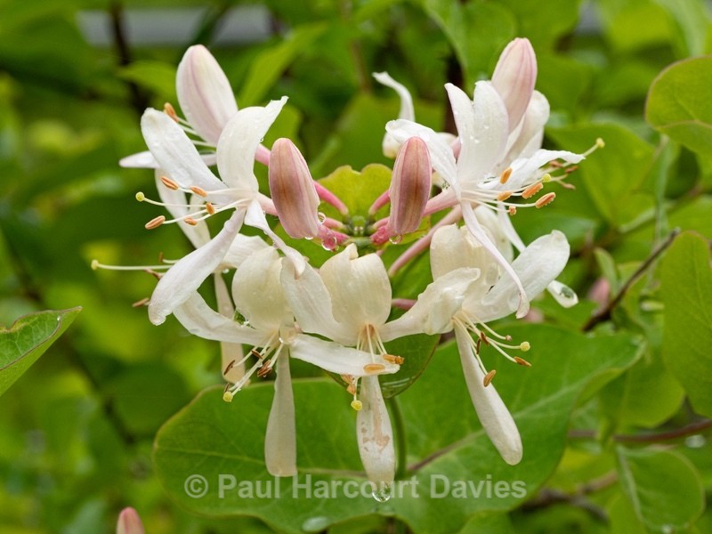 Etruscan honeysuckle (Lonicera etrusca). - Gargano - Wild Flowers