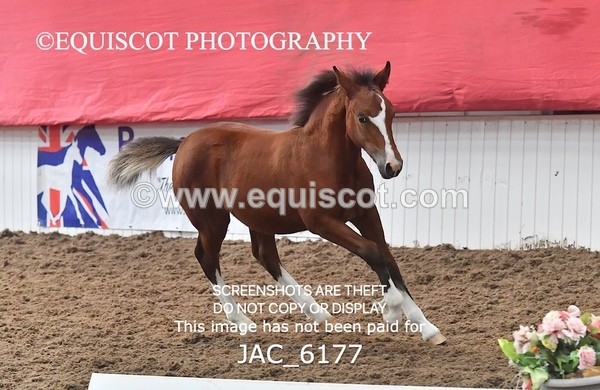 JAC_6177 - 17 Avonmore Little Maeda