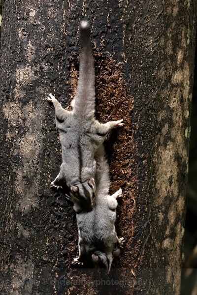  - Mammals