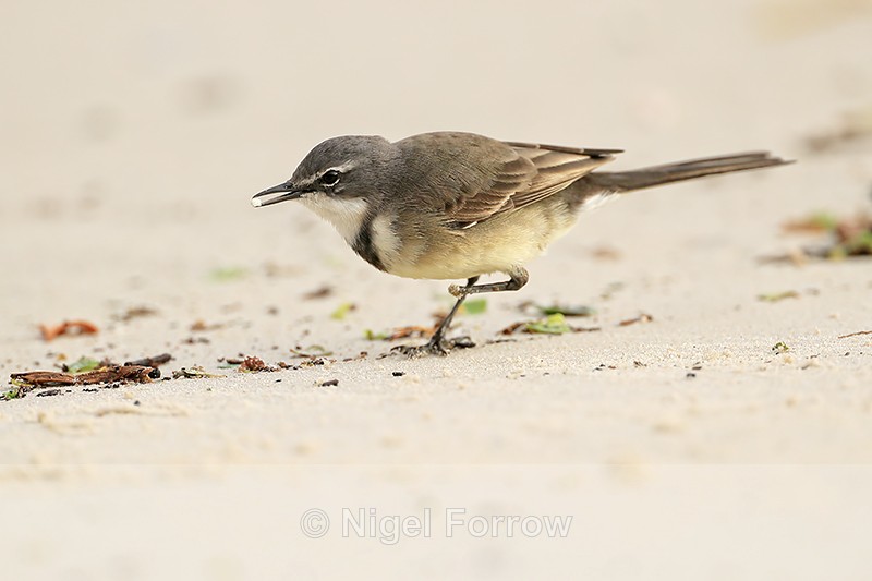 Cape Wagtail walking, missing foot - Boulders Beach, South Africa - Cape Wagtail