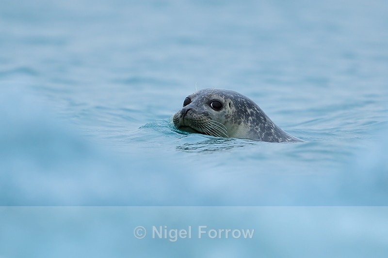 Common Seal swimming, Jokulsarlon, Iceland - Seal