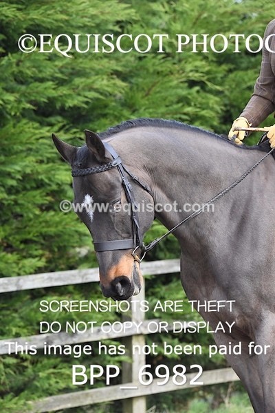 BPP_6982 - RING 1  (RIDDEN HORSES / IN HAND / VETERAN ETC)