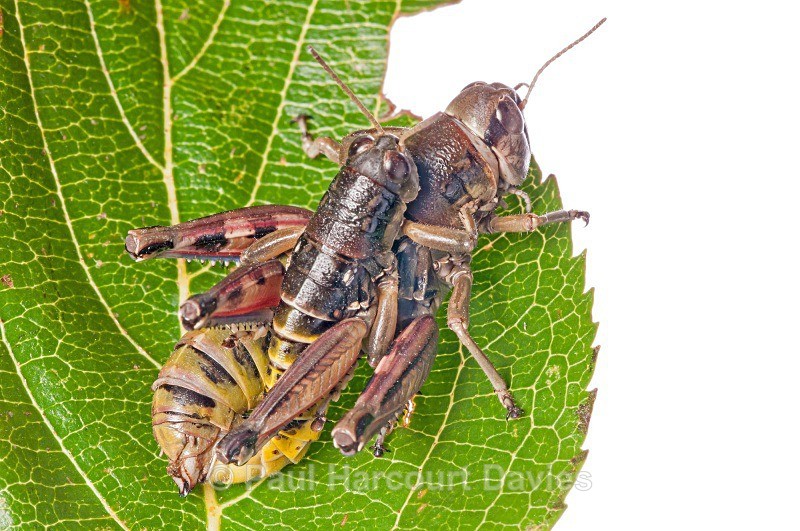 Brown Mountain Grasshoppers (Podisma pedestris) - Small Creatures - WB