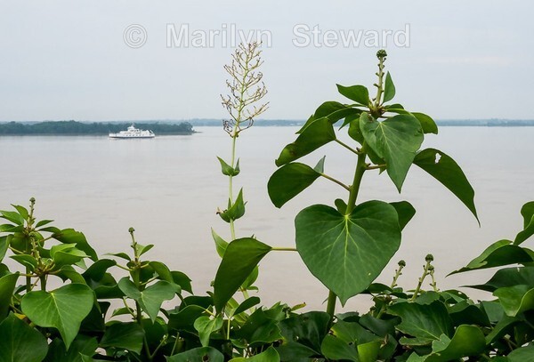 Blaye-37 - Bordeaux and nearby, France