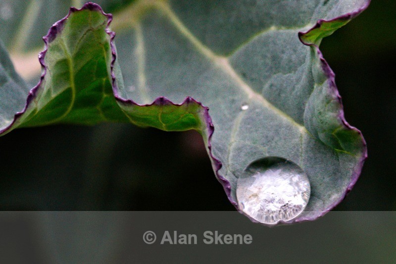 DSC00701 - Droplets