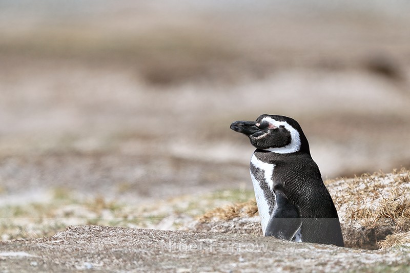 Sleepy Magellanic Penguin outside burrow, Volunteer Point, Falklands - Magellanic Penguin