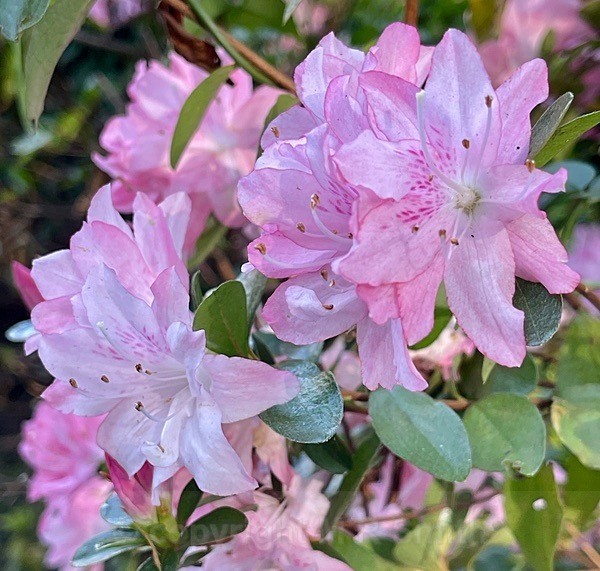 Azaleas - NEW GALLERY AS A SOUTH AFRICAN RESIDENT