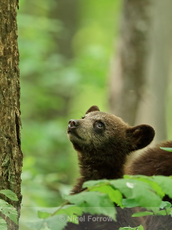 Black Bear cub looking up, Minnesota, USA - American Black Bear