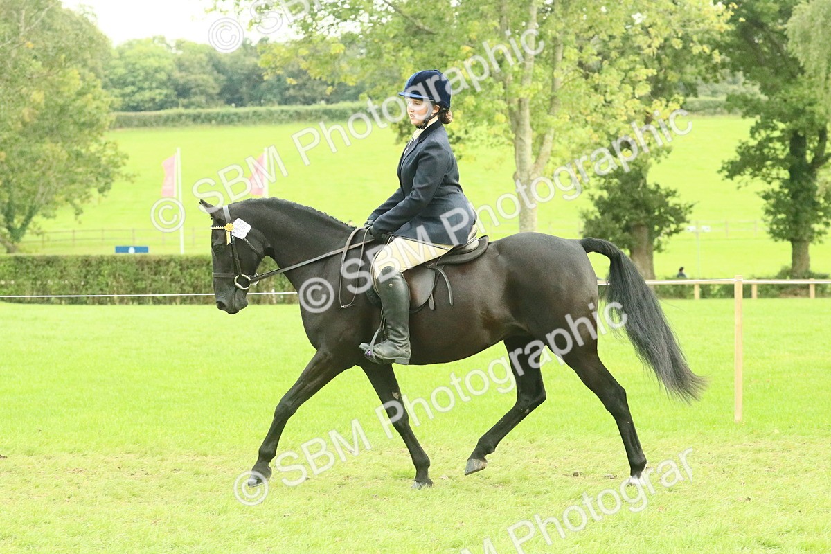 SBM_74101 - S 61 - Show Pony & Show Hunter Pony Ridden