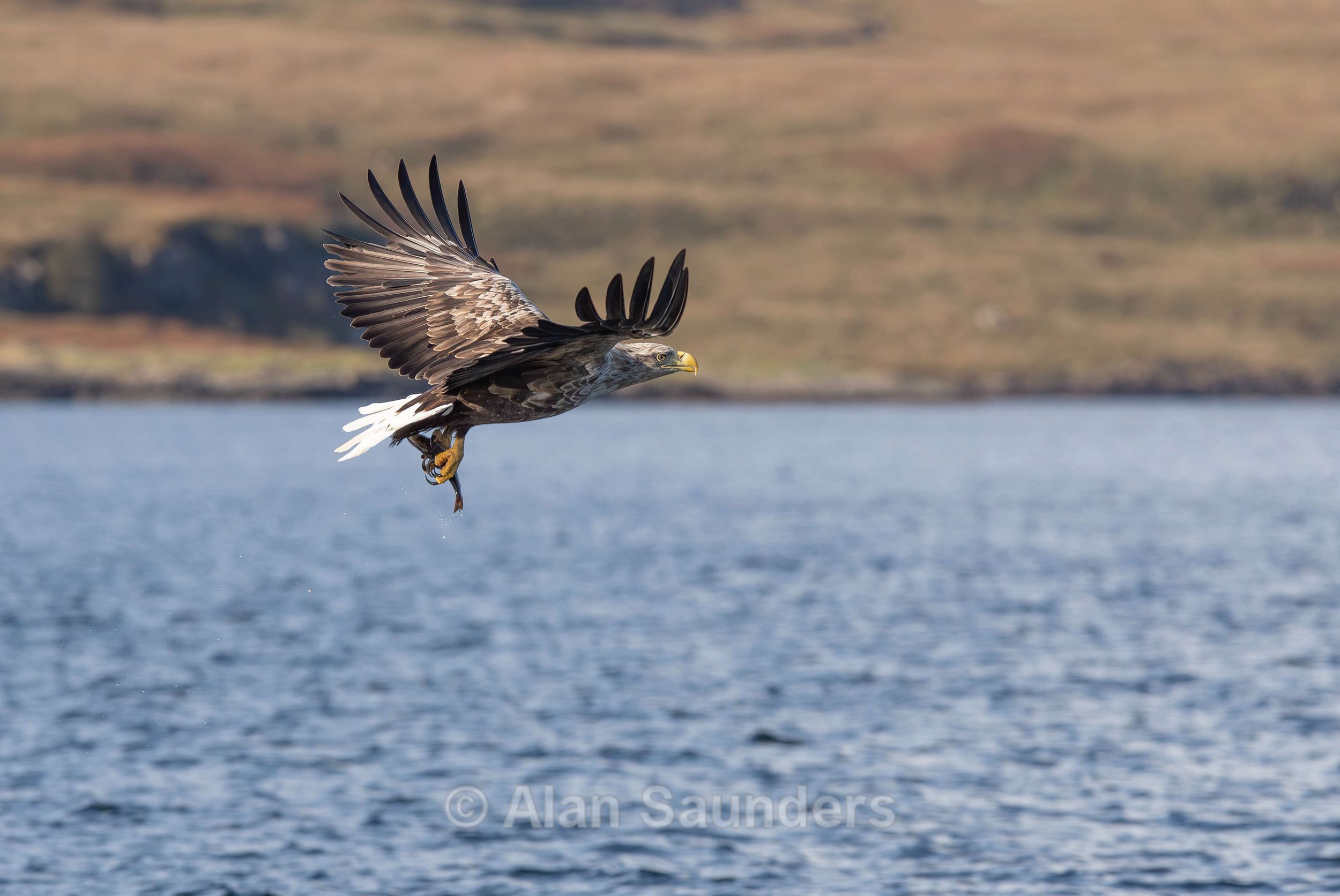White Tailed Eagle 54