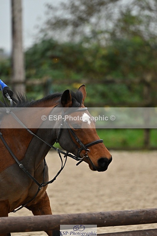 241110-150905-01218 - 70-75cm Arena Eventing