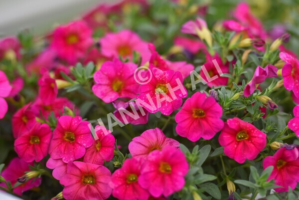 yr22072022r2-63 - Race 2 5.50pm eventmasters.co.uk Stakes