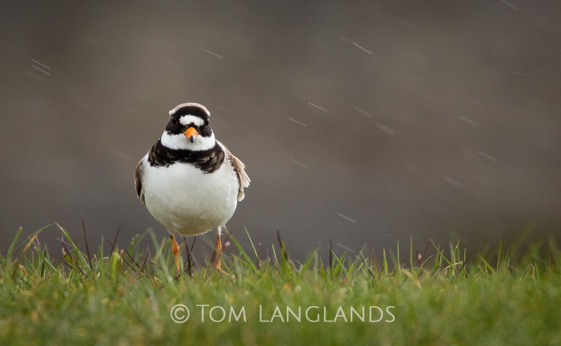 Ringed Plover - Waders