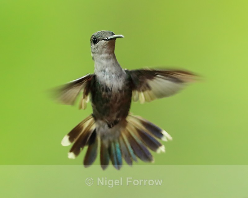 Violet-crowned Woodnymph (female) hovering, Pipeline Road, Panama - Violet-crowned Woodnymph
