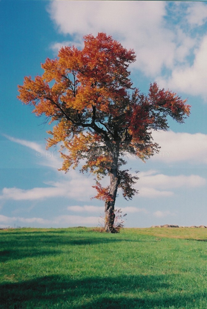 99 - The Tree Project