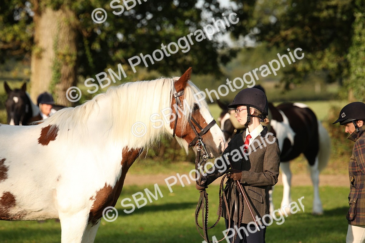 SBM_58734 - S51 - Piebald & Skewbald Horse In Hand