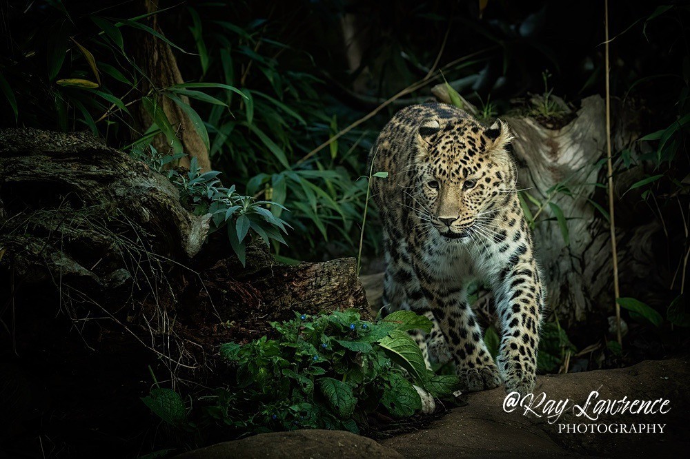 Amur Leopard -RLP_1814 - Vulnerable and Beyond