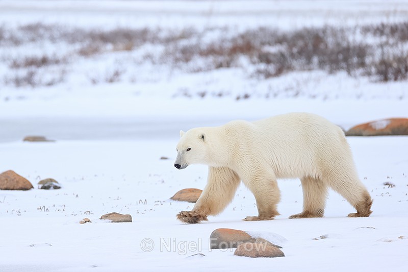 Polar Bear strides out onto frozen lake, Churchill, Canada - Polar Bear
