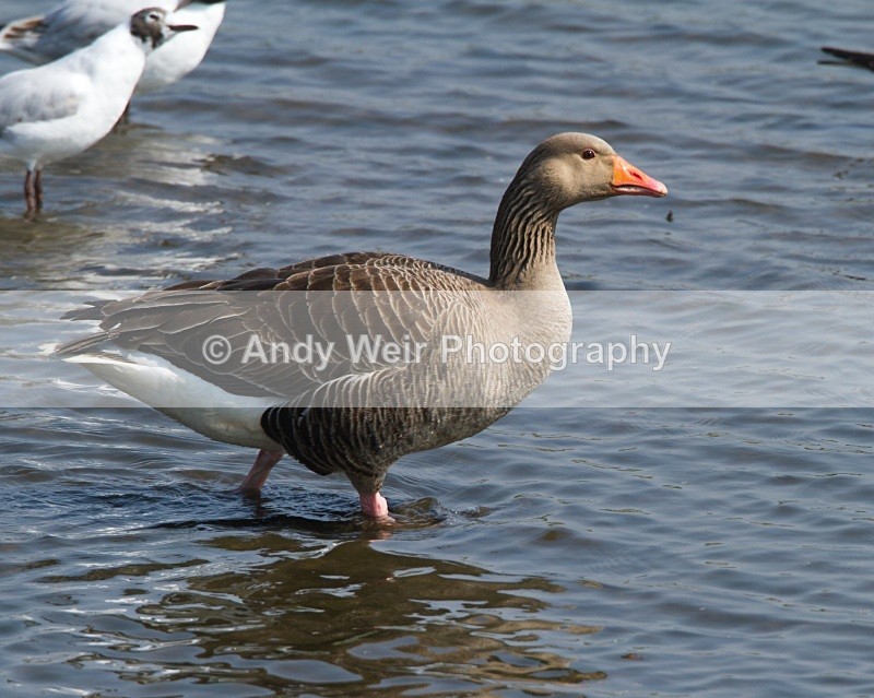 20110422-IMG_4607 - Geese