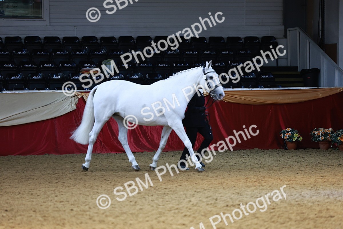 SBM_23046 - Class 903 - Supreme Final - IH Pre Vet