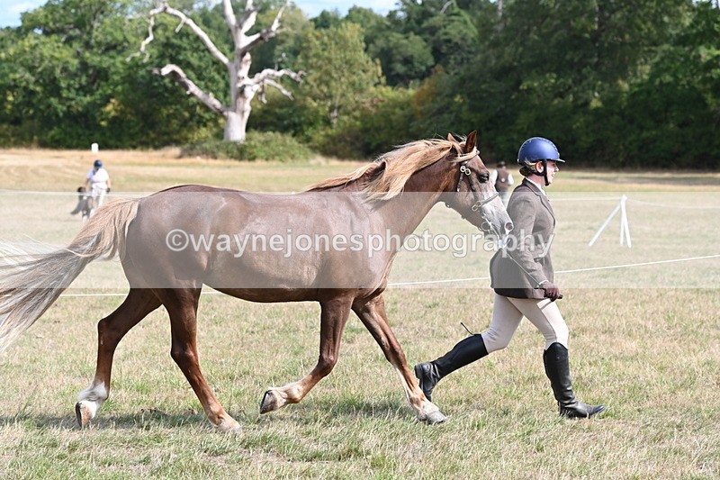 WJ6_6448 - Class 20 In-hand Cob