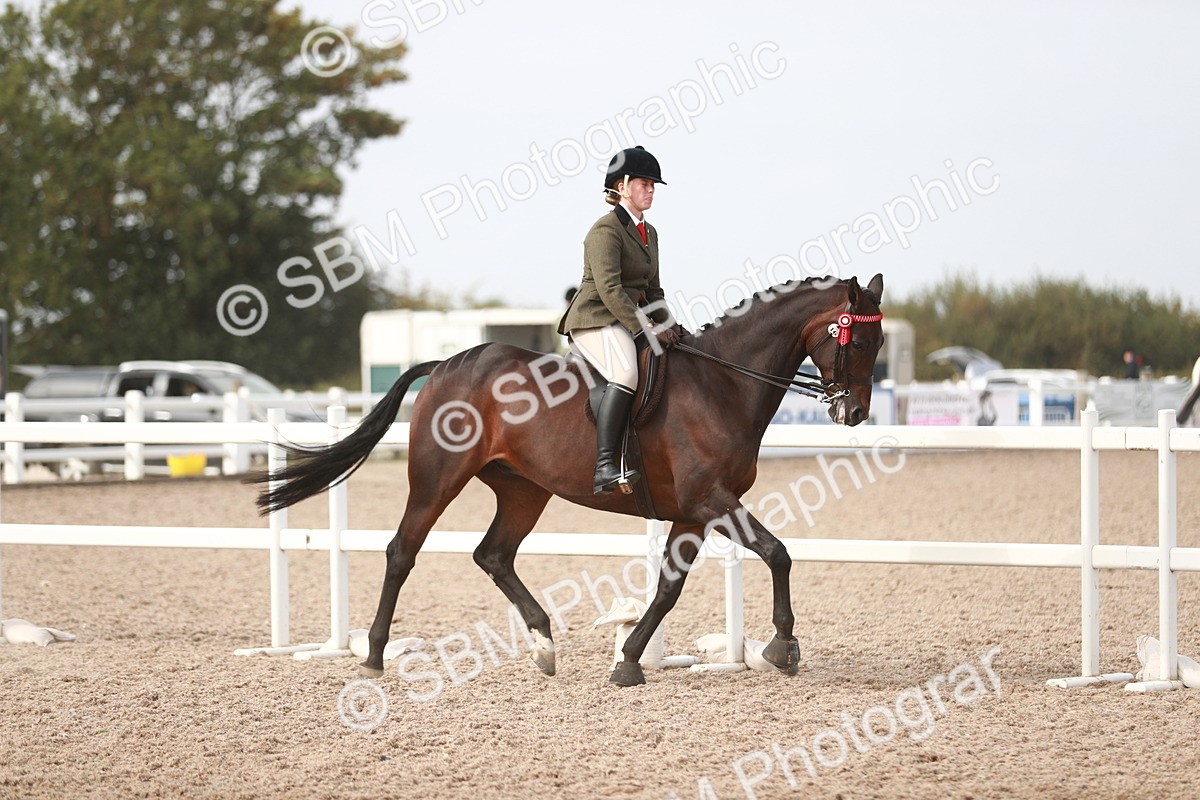SBM_17444 - Class 215 Ridden Hack/ Riding Horse