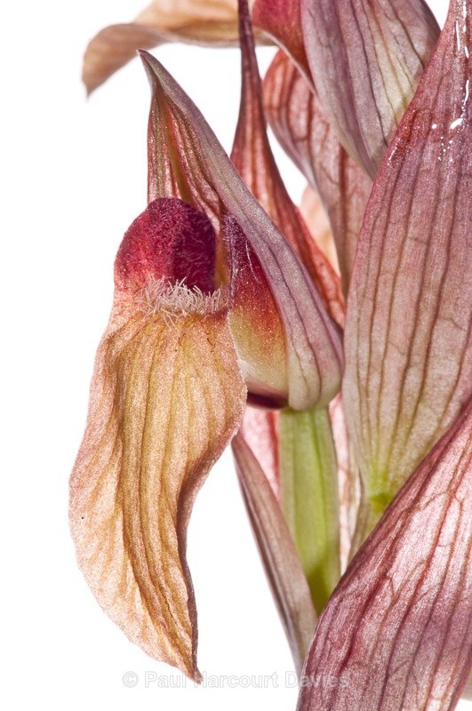  - WB: Orchids - Various