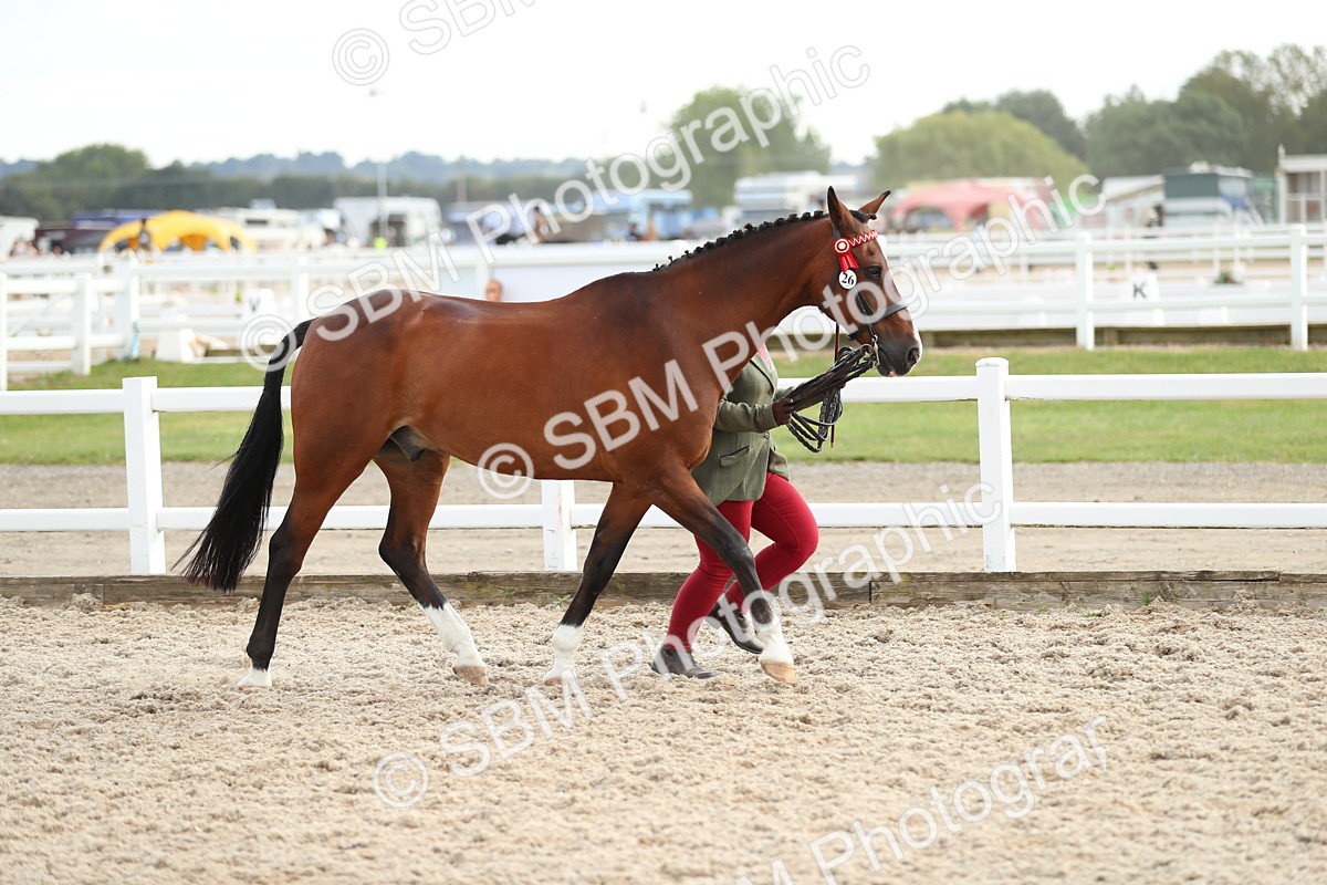 SBM_08538 - Class 28 - IH Veteran Horse
