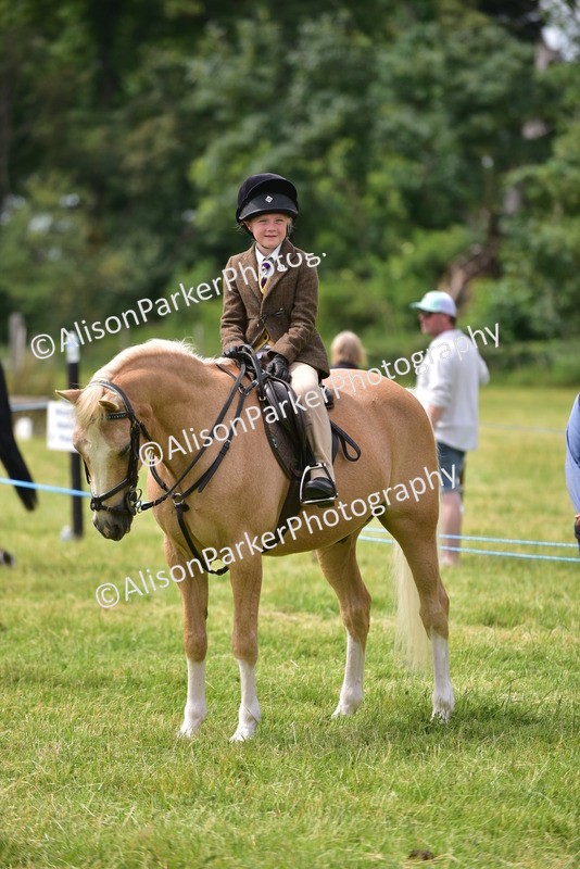 20260614-4009 - Class 16 - Handsome Gelding