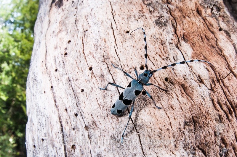  - Bugs: Wide-angle