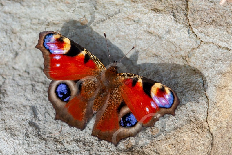 peacock butterfly Inachis io-2224 - Insects from around the world