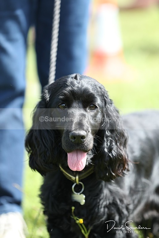 SPXX0550 - Dog show
