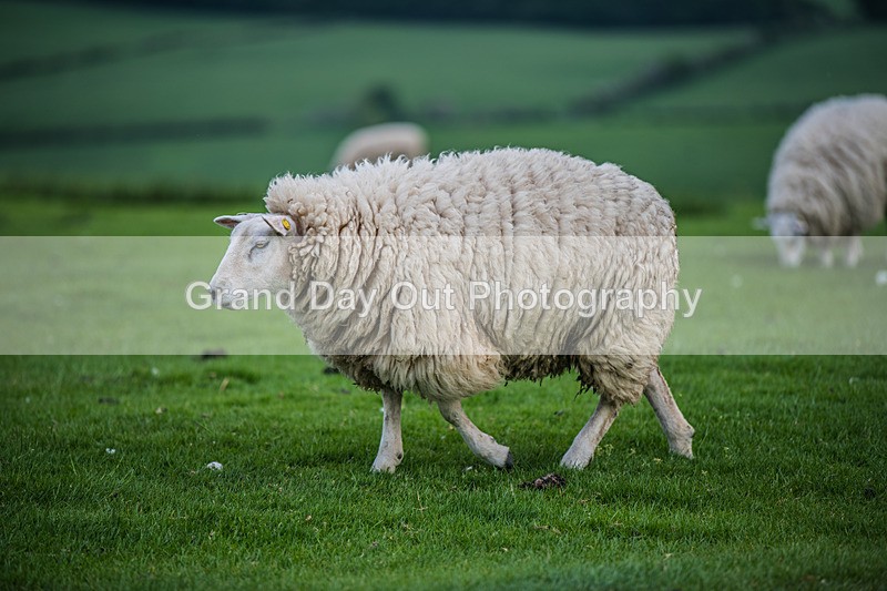 Hay-2 - Hay O Trail Race Tuesday 21st May 2024