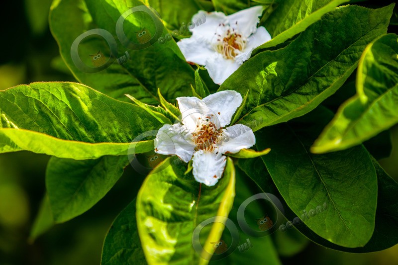 meddler Mespilus germanica-8507 - Plants and trees