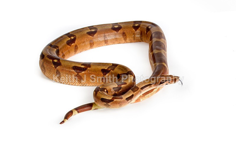 1KJS0198 - Roaming Reptile Show