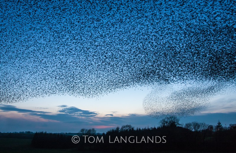 Starlings - Starlings and Murmurations