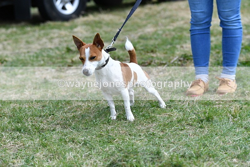 WJ5_0499 - Class 7 Best Terrier