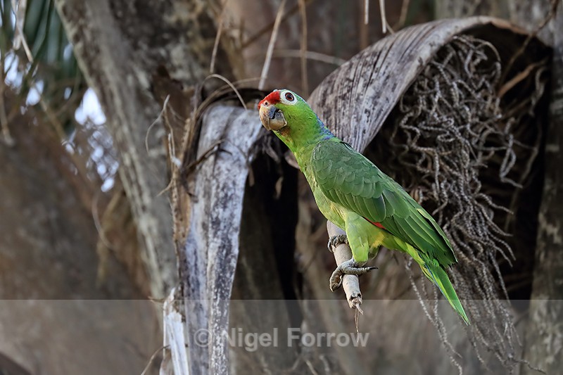 Red-lored Amazon close view, Osa Peninsula, Costa Rica - Red-lored Amazon