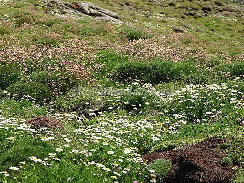 DSC00399 - Skomer 2019