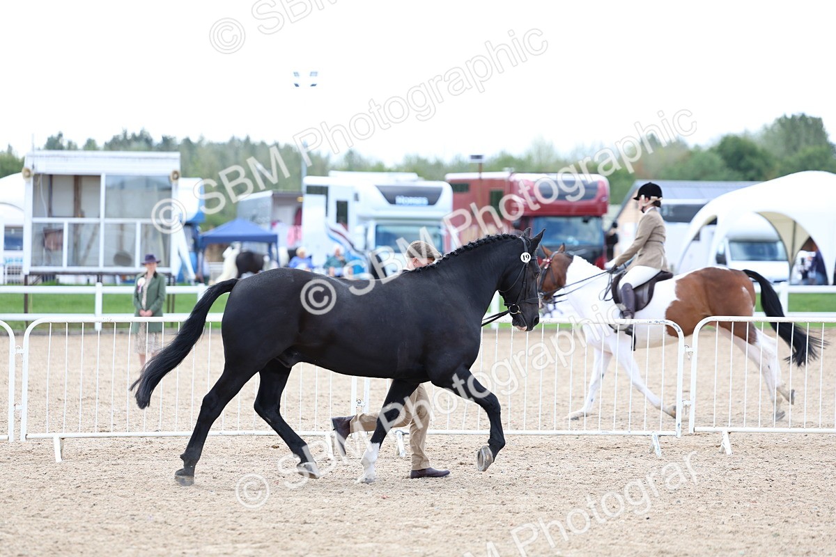 SBM_15349 - Class 312 - IH Competition Horse-Pony