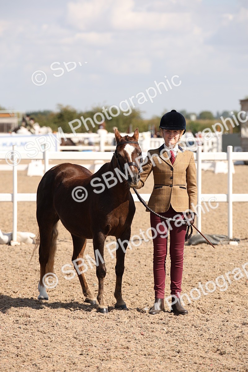 SBM_03018 - Class 17 Prettiest Mare IH or Ridden