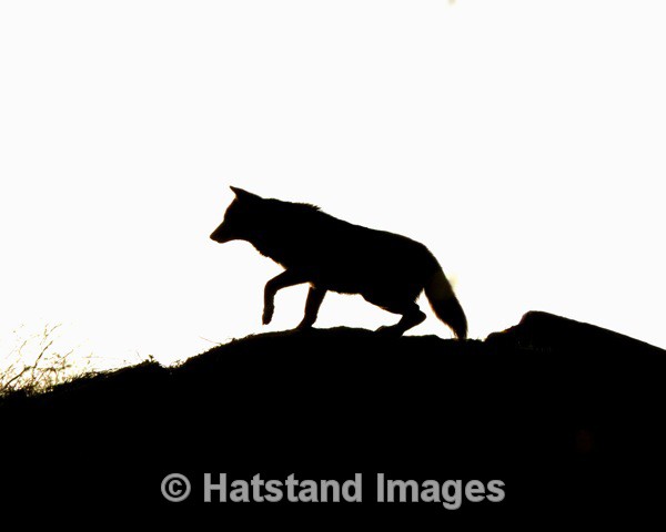 Wolf - nature