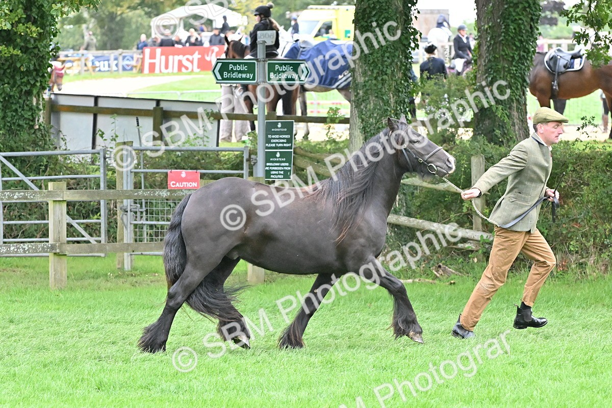SBM_58146 - S47 - Mini Show Cob In Hand