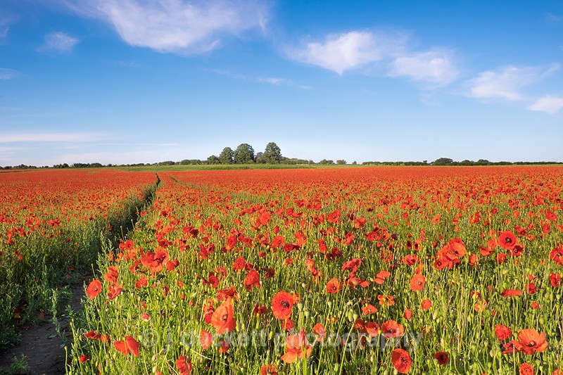 Poppy Field Fine art photography by The Silent Photographer