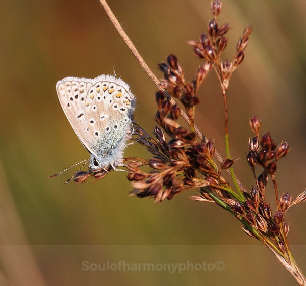 Common Blue Male - Invertebrate's Macro
