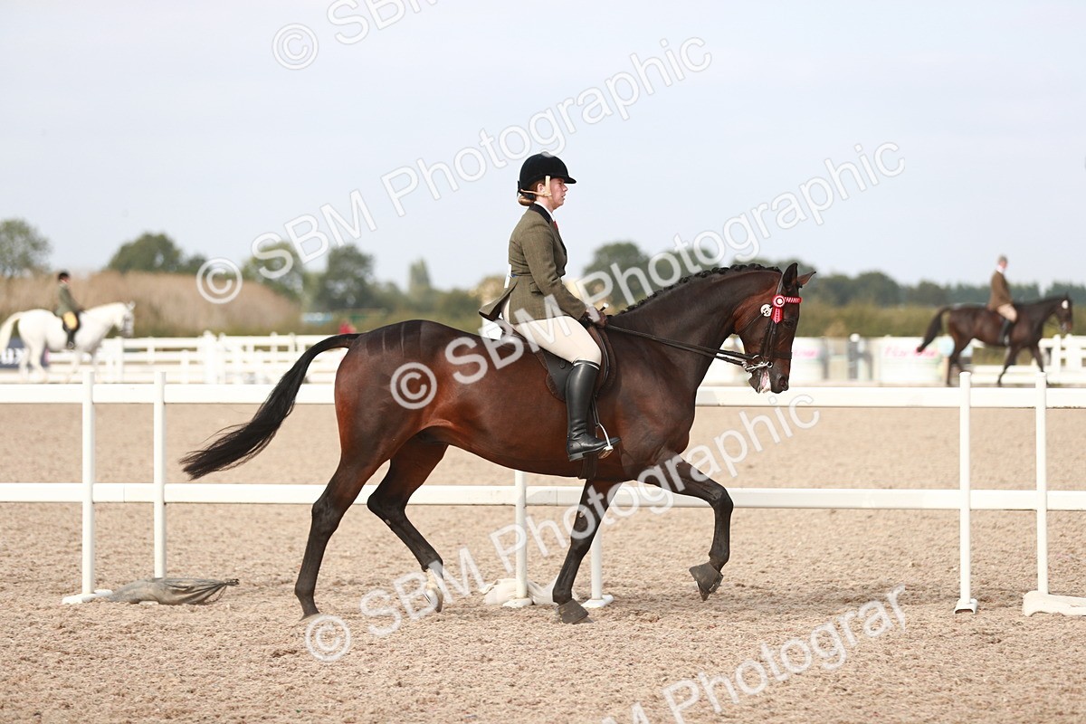 SBM_17446 - Class 215 Ridden Hack/ Riding Horse