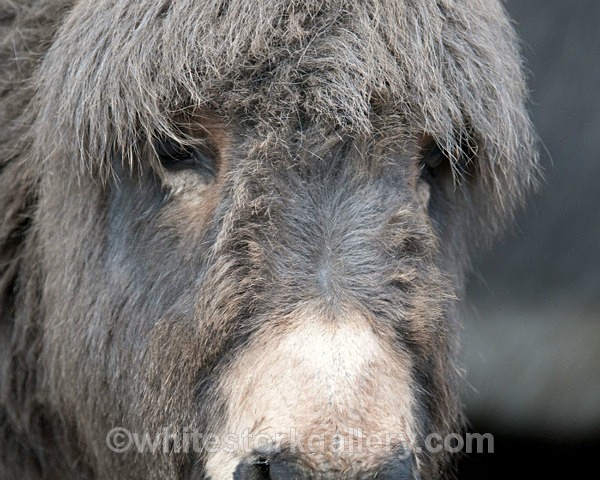 Donkey Face - Wildlife and Animals